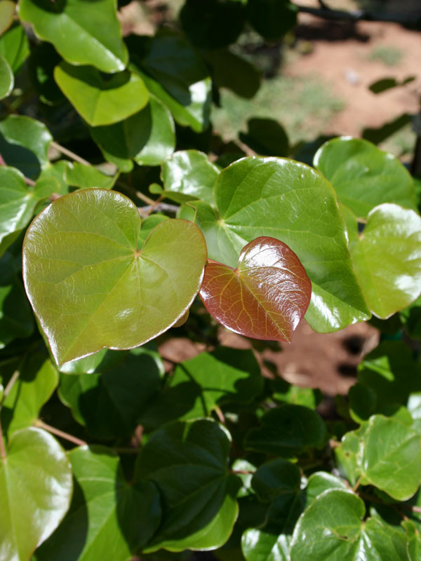 Cercis texensis 'Oklahoma' Redbud Tree