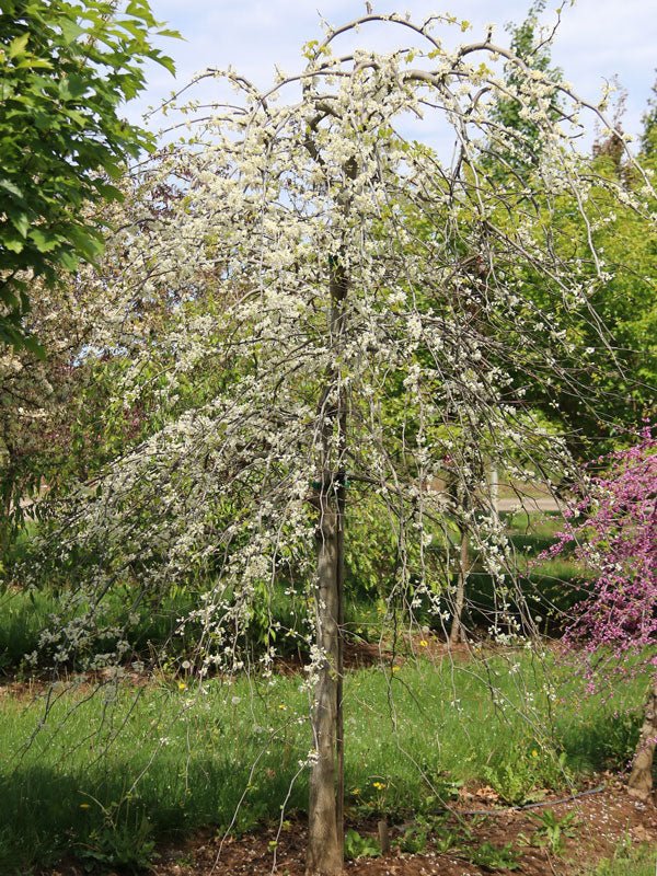 Cercis canadensis 'Vanilla Twist' Redbud Tree