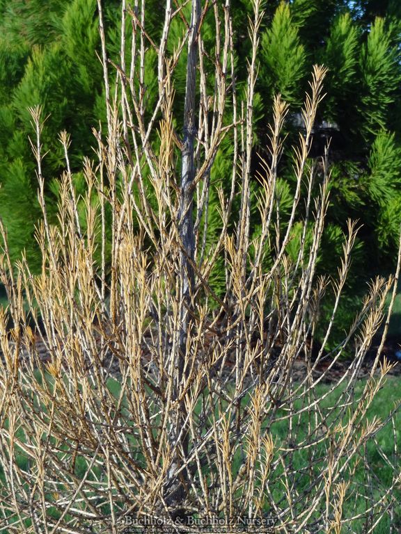 Buy Larix decidua 'Cherry Valley' Rare European Larch — Mr Maple