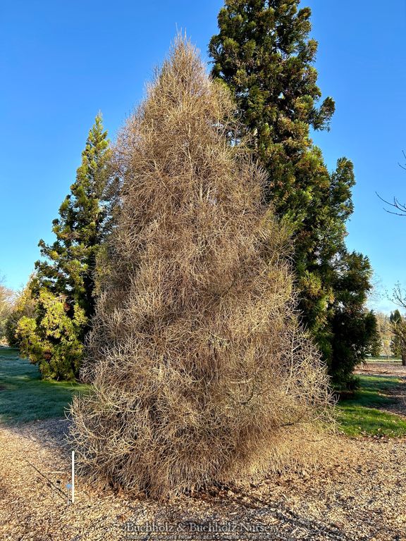 Buy Larix decidua 'Cherry Valley' Rare European Larch — Mr Maple