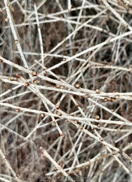 Buy Larix decidua 'Cherry Valley' Rare European Larch — Mr Maple