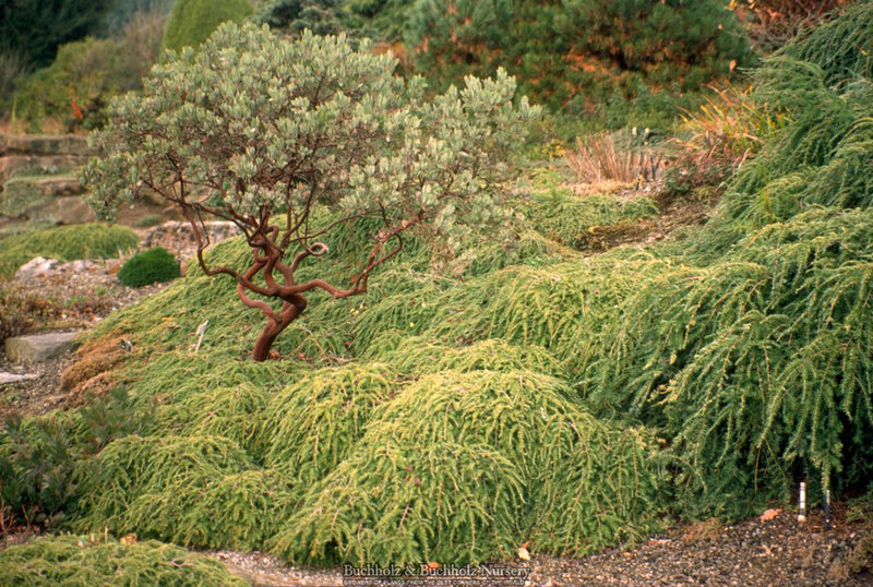 Tsuga canadensis 'Cole's Prostrate' Dwarf Canadian Hemlock