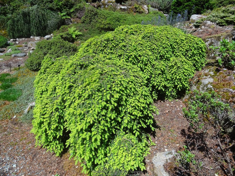 Tsuga canadensis 'Cole's Prostrate' Dwarf Canadian Hemlock