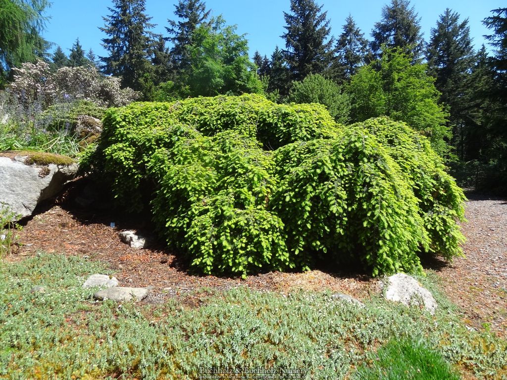 Mr Maple Tsuga canadensis 'Popaleuski' Canadian Hemlock - Thumbnail 2