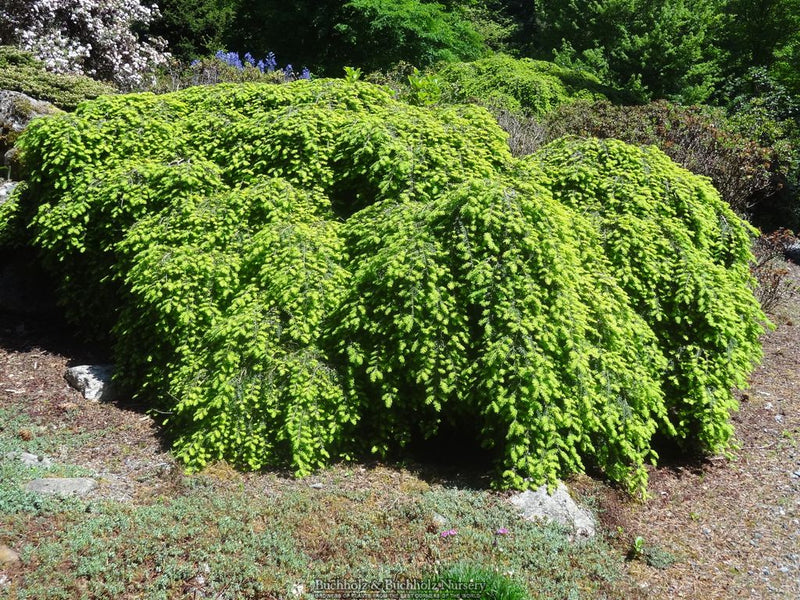 Tsuga canadensis 'Cole's Prostrate' Dwarf Canadian Hemlock