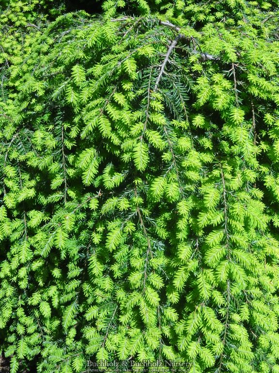 Tsuga canadensis 'Cole's Prostrate' Dwarf Canadian Hemlock