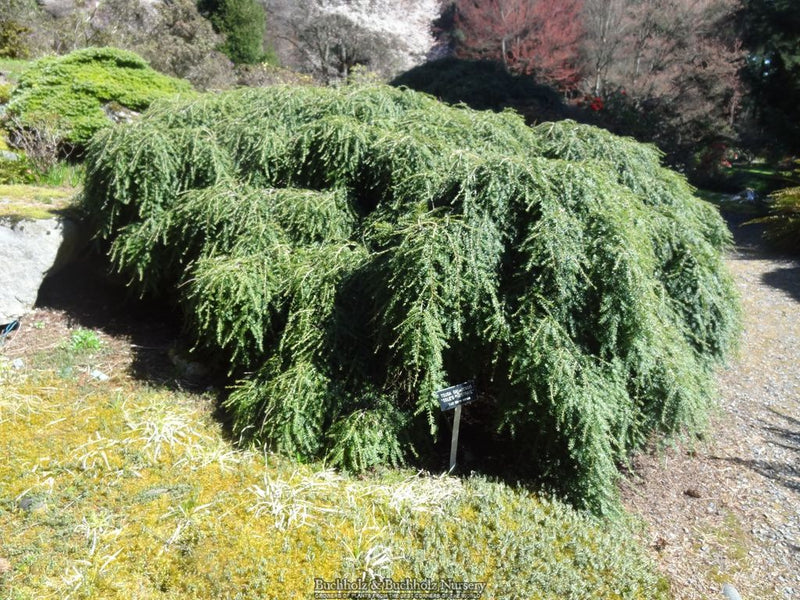 Tsuga canadensis 'Cole's Prostrate' Dwarf Canadian Hemlock