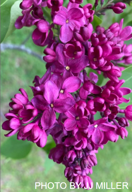 Syringa vulgaris ‘Congo' Lilac Tree