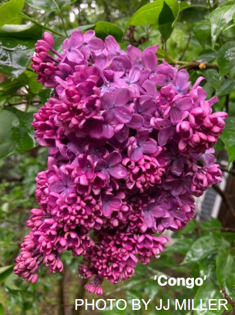 Syringa vulgaris ‘Congo' Lilac Tree