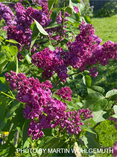 Syringa vulgaris ‘Congo' Lilac Tree