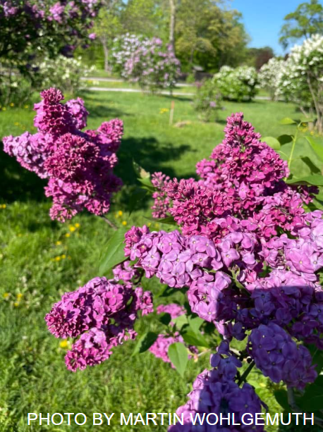 Syringa vulgaris ‘Congo' Lilac Tree