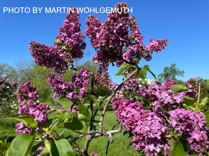 Syringa vulgaris ‘Congo' Lilac Tree