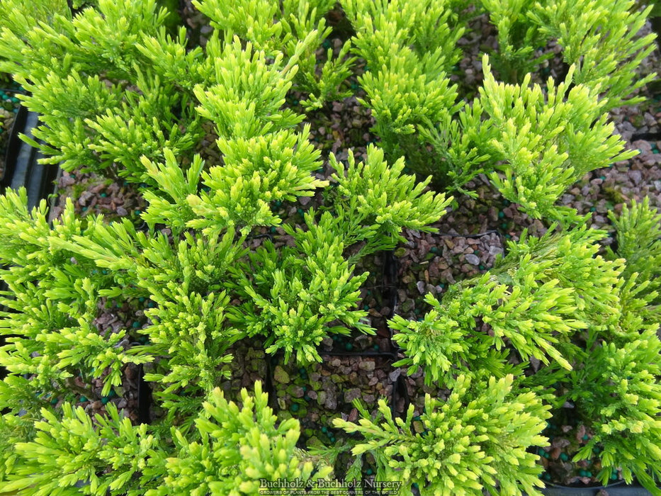 Juniperus horizontalis 'Copper Harbor' Creeping Juniper