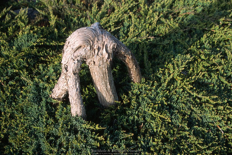 Juniperus horizontalis 'Filicinus Minimus' Creeping Juniper