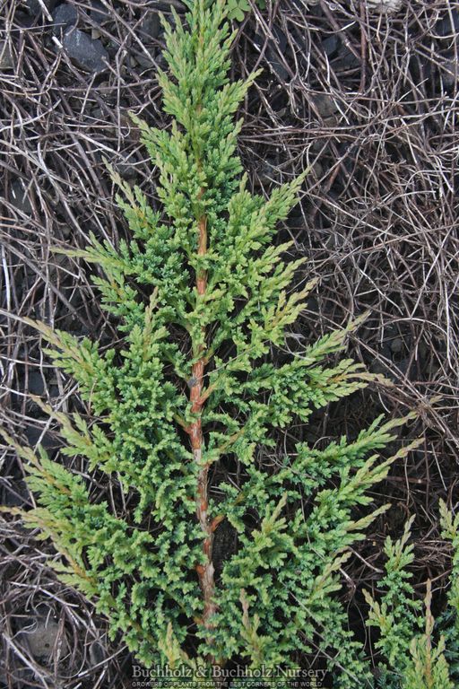 Juniperus horizontalis 'Filicinus Minimus' Creeping Juniper