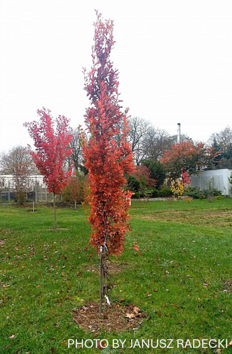 Quercus robur x alba 'Crimson Spire' Hybrid Oak