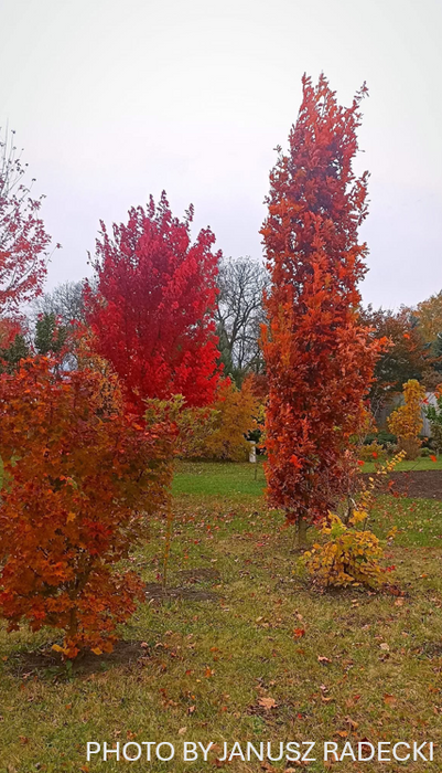 Quercus robur x alba 'Crimson Spire' Hybrid Oak