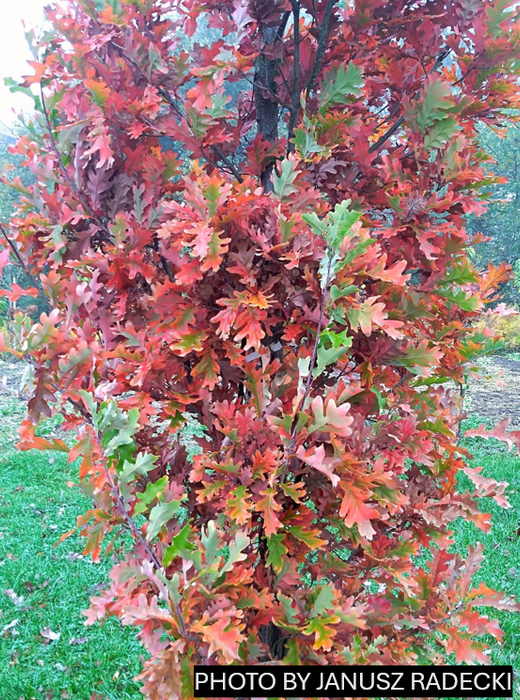 Quercus robur x alba 'Crimson Spire' Hybrid Oak