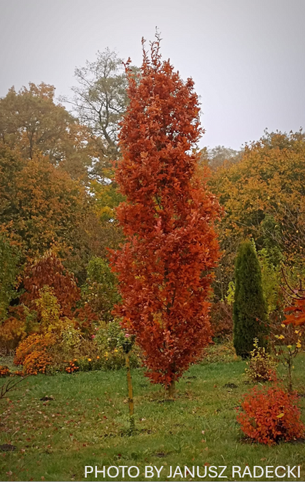 Quercus robur x alba 'Crimson Spire' Hybrid Oak