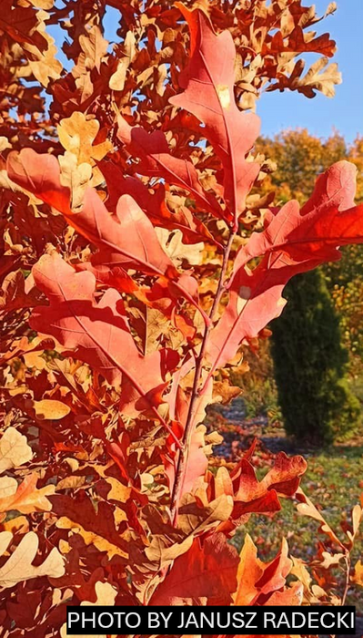 Quercus robur x alba 'Crimson Spire' Hybrid Oak