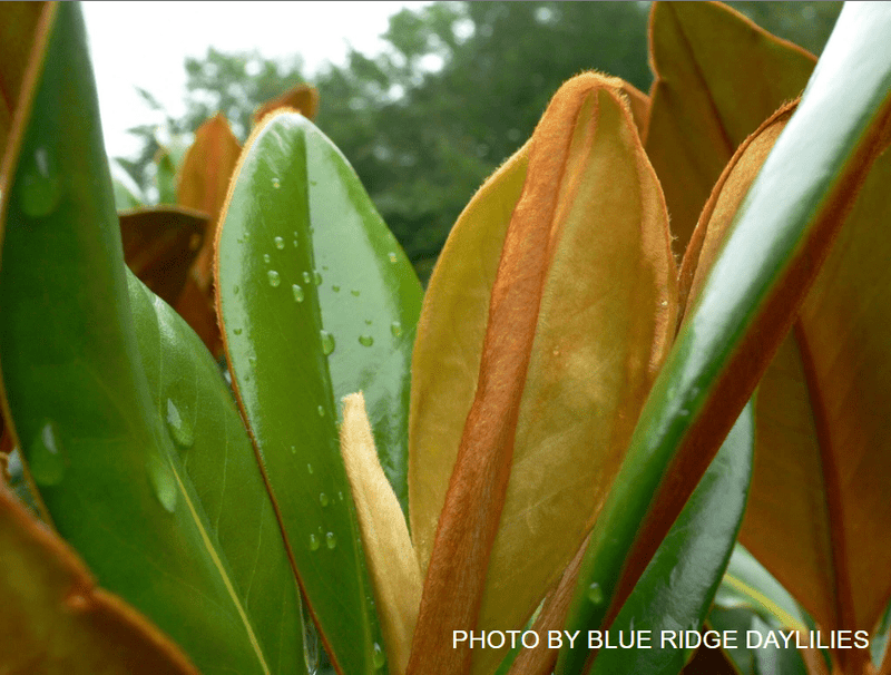 Magnolia Grandiflora 'DD Blanchard' Southern Evergreen Magnolia Tree