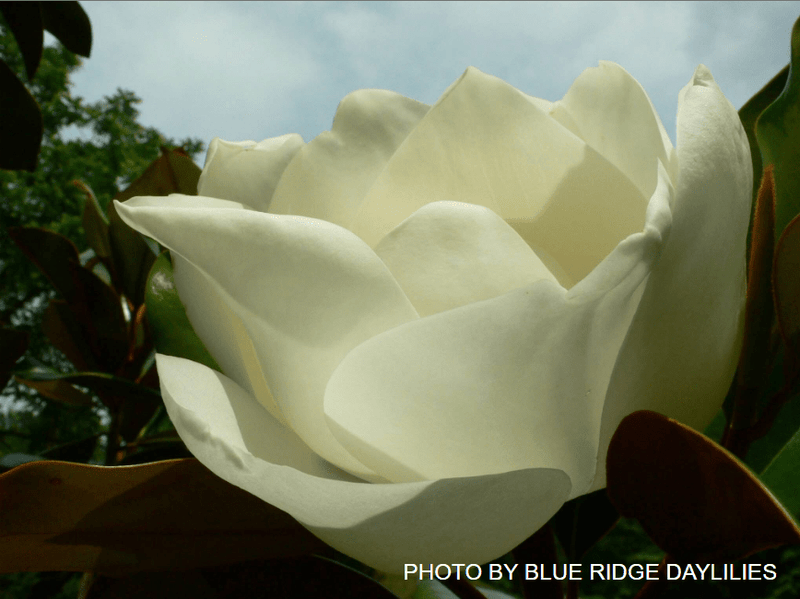 Magnolia Grandiflora 'DD Blanchard' Southern Evergreen Magnolia Tree
