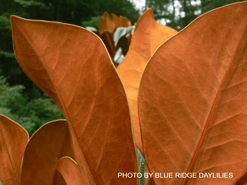Magnolia Grandiflora 'DD Blanchard' Southern Evergreen Magnolia Tree