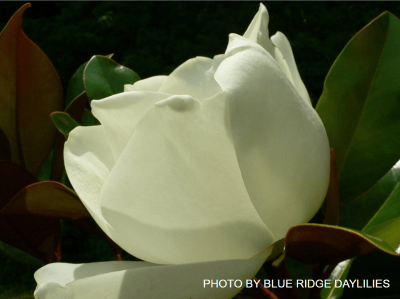 Magnolia Grandiflora 'DD Blanchard' Southern Evergreen Magnolia Tree