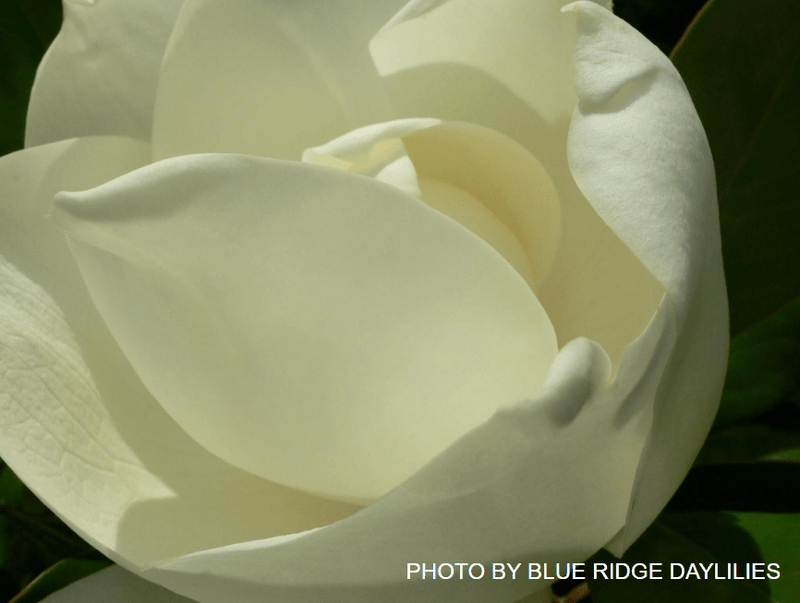 Magnolia Grandiflora 'DD Blanchard' Southern Evergreen Magnolia Tree