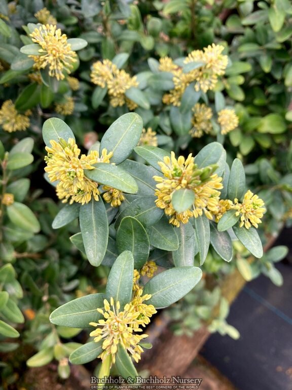 Buxus sempervirens 'Dee Runk' Columnar Boxwood