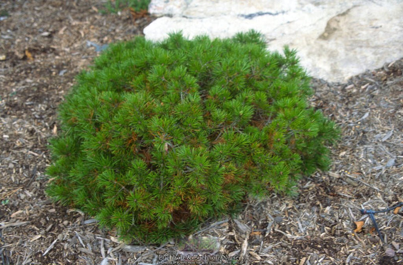 Pinus bungeana 'Diamant' Lacebark Pine Tree