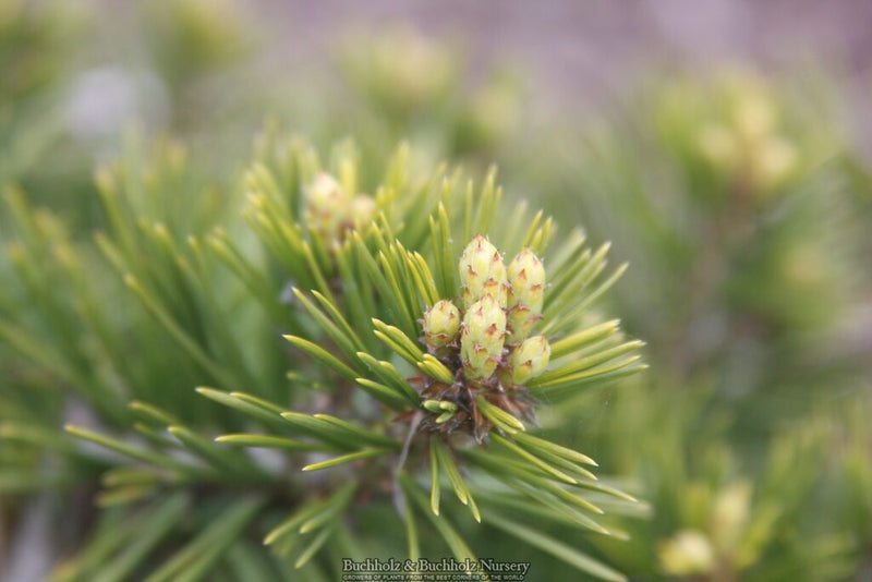 Pinus bungeana 'Diamant' Lacebark Pine Tree