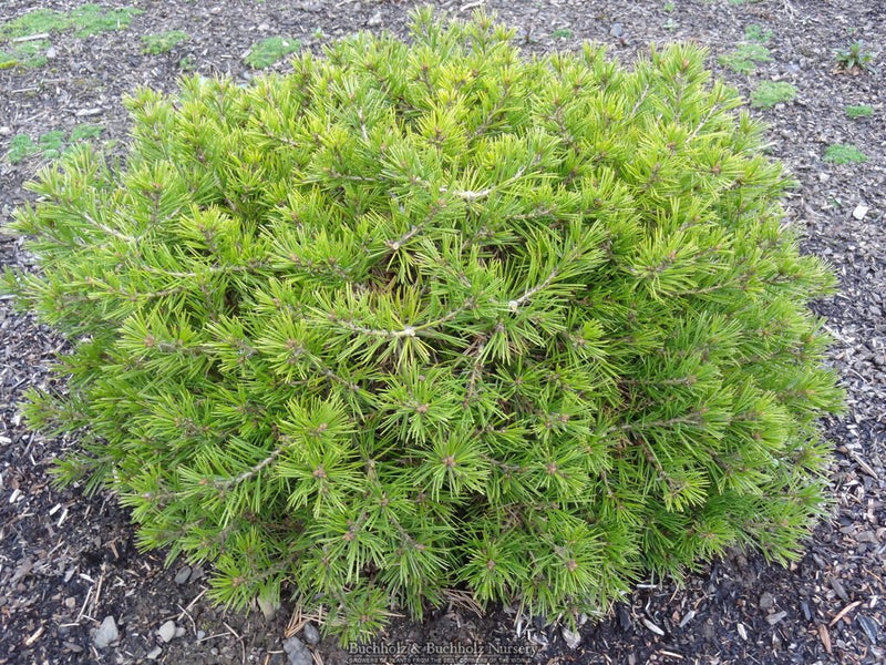Pinus bungeana 'Diamant' Lacebark Pine Tree