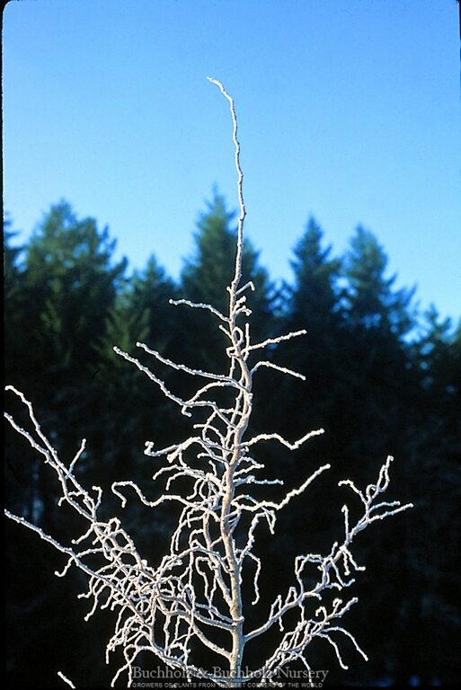 Larix kaempferi 'Diana' Rare Japanese Larch