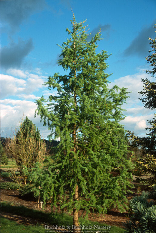 Larix kaempferi 'Diana' Rare Japanese Larch