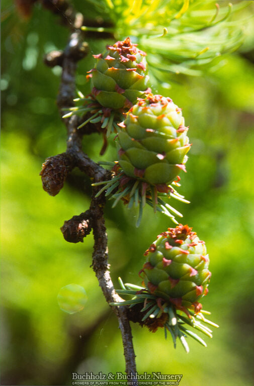 Larix kaempferi 'Diana' Rare Japanese Larch