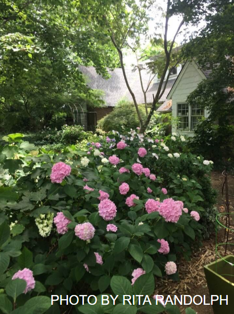 Hydrangea macrophylla 'Dooley’ Purple Flowering Hydrangea