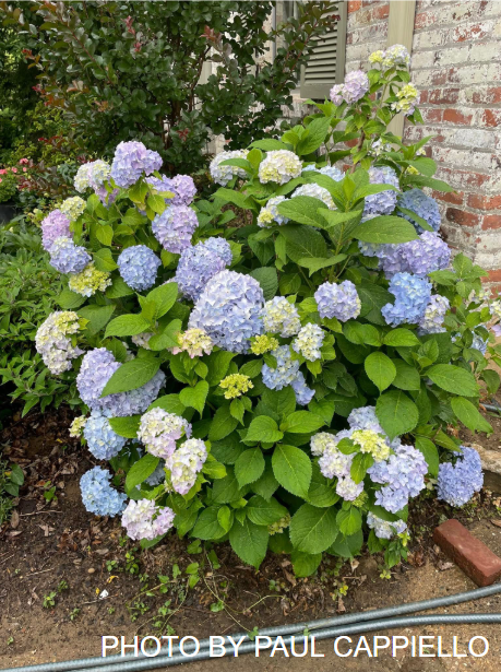 Hydrangea macrophylla 'Dooley’ Purple Flowering Hydrangea