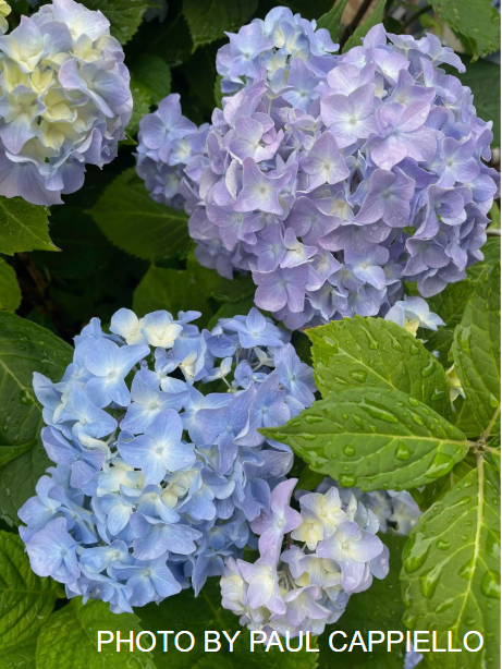 Hydrangea macrophylla 'Dooley’ Purple Flowering Hydrangea