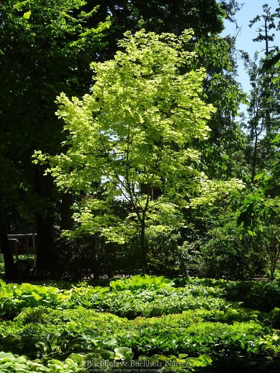 FOR PICKUP ONLY | Acer platanoides 'Drummondii' Variegated Norway Maple | DOES NOT SHIP