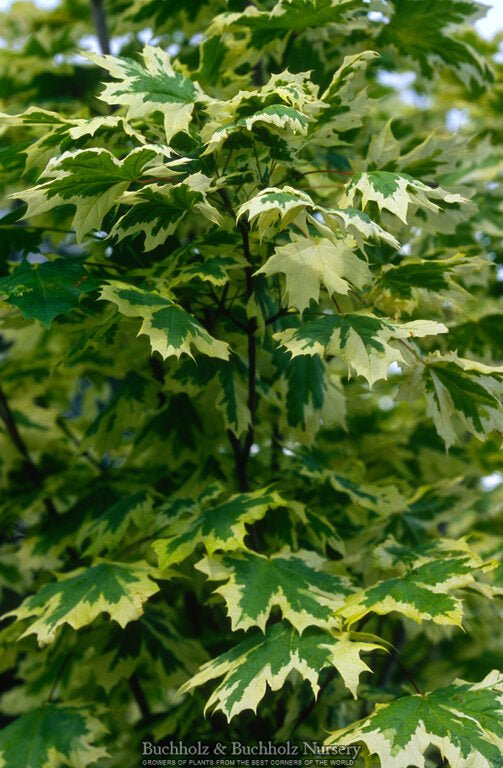 FOR PICKUP ONLY | Acer platanoides 'Drummondii' Variegated Norway Maple | DOES NOT SHIP