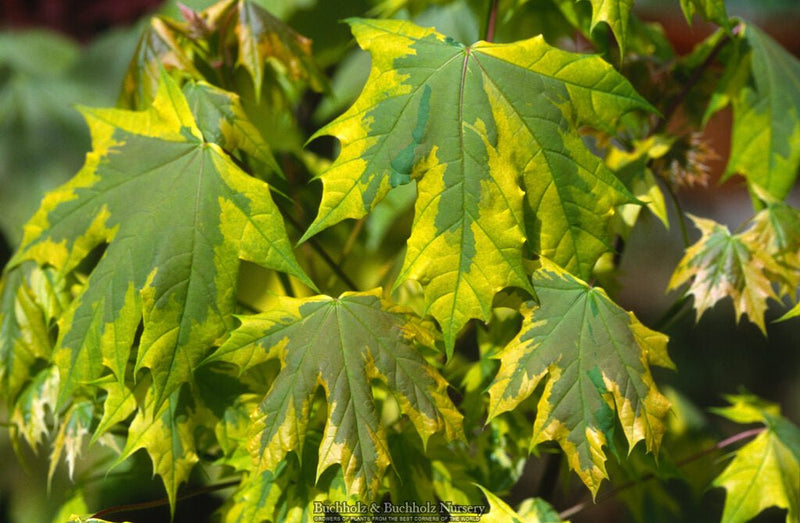 FOR PICKUP ONLY | Acer platanoides 'Drummondii' Variegated Norway Maple | DOES NOT SHIP
