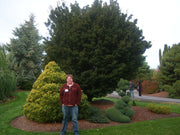 - FOR PICKUP ONLY | Acer palmatum 'Shishigashira' Lion's Head Japanese Maple | DOES NOT SHIP - Mr Maple │ Buy Japanese Maple Trees