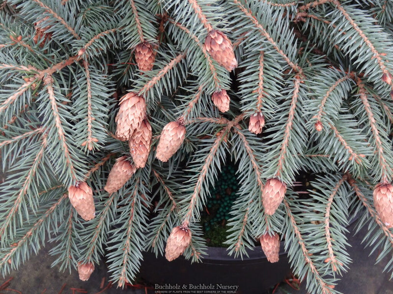 Picea pungens ‘Early Cones' Dwarf Colorado Spruce