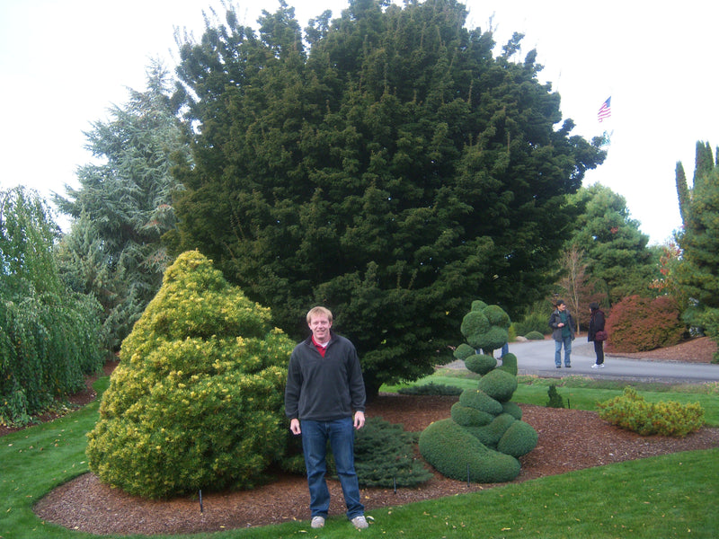 - FOR PICKUP ONLY | Acer palmatum 'Shishigashira' Lion's Head Japanese Maple | DOES NOT SHIP - Mr Maple │ Buy Japanese Maple Trees