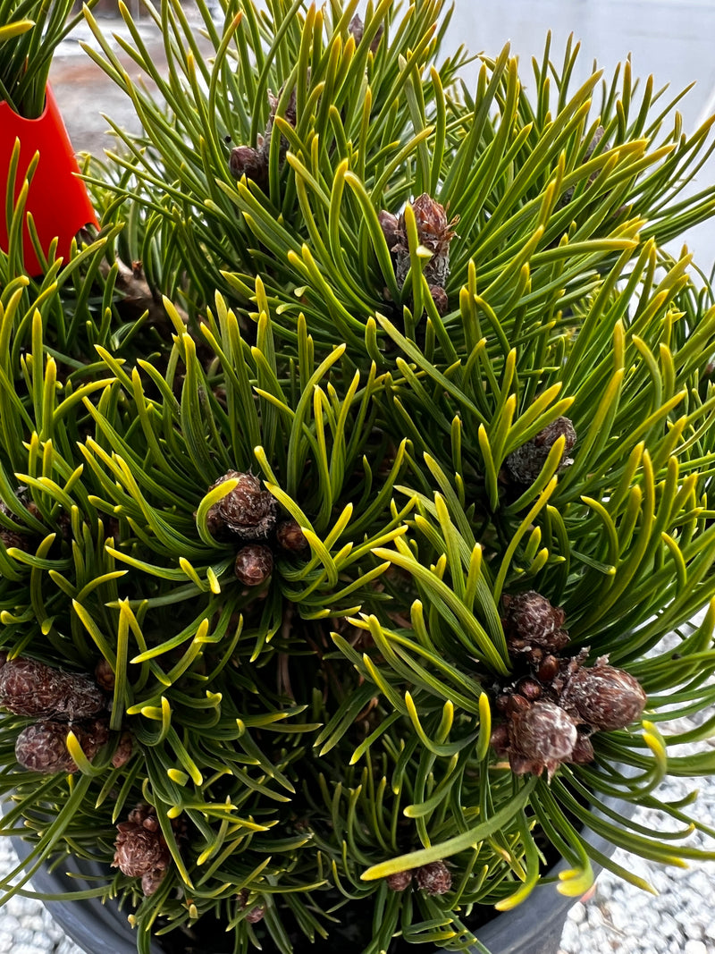 Pinus mugo 'Emerald Dwarf’ Mugo Pine Tree