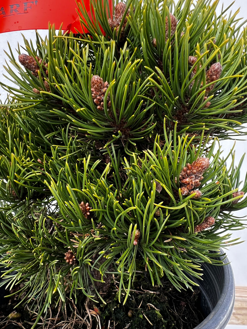 Pinus mugo 'Emerald Dwarf’ Mugo Pine Tree
