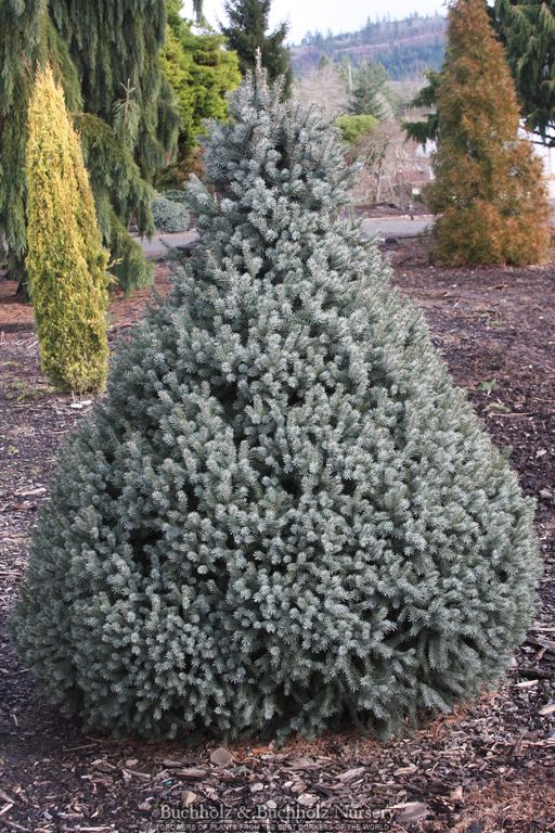 トラウティン　picea breweriana トウヒ　枝垂れ　苗 Picea breweriana 'Emerald Midget' Brewer's Weeping Spruce — Mr