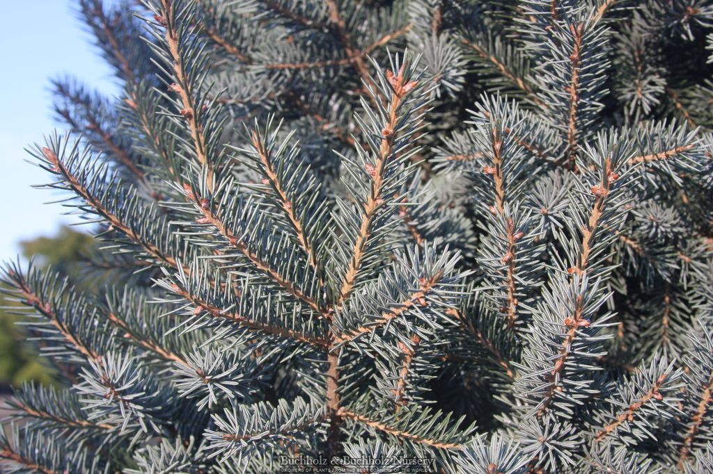 Picea breweriana 'Emerald Midget' Brewer's Weeping Spruce — Mr