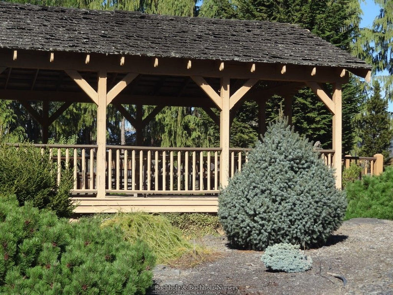 Picea breweriana 'Emerald Midget' Brewer's Weeping Spruce